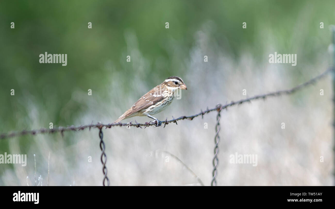 Femme Cardinal à poitrine rose (Pheucticus ludovicianus) Perché sur un poteau de métal pour la chasse aux insectes et autres aliments Banque D'Images