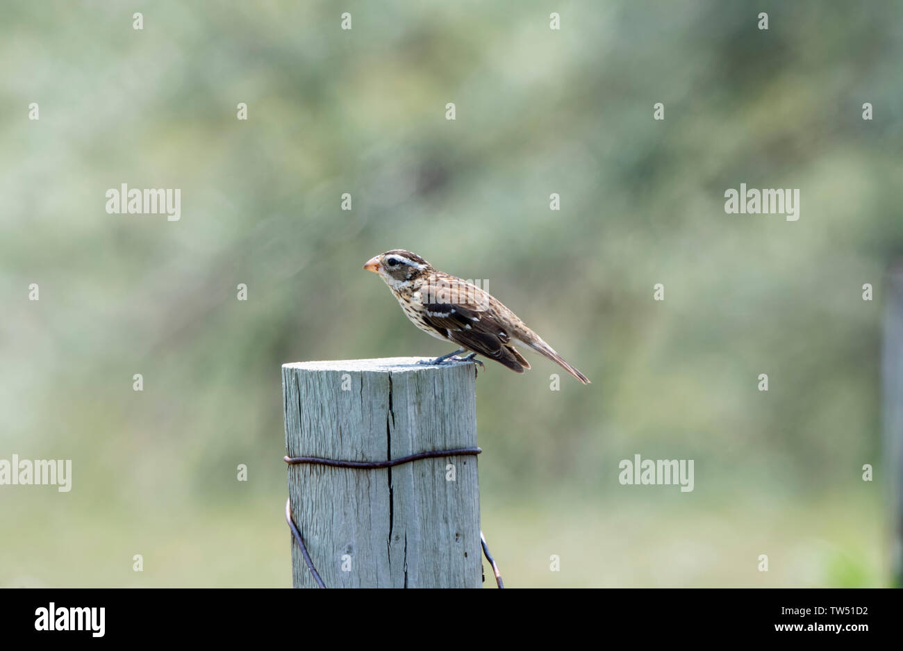 Femme Cardinal à poitrine rose (Pheucticus ludovicianus) Perché sur un post en bois pour la chasse aux insectes et autres aliments Banque D'Images