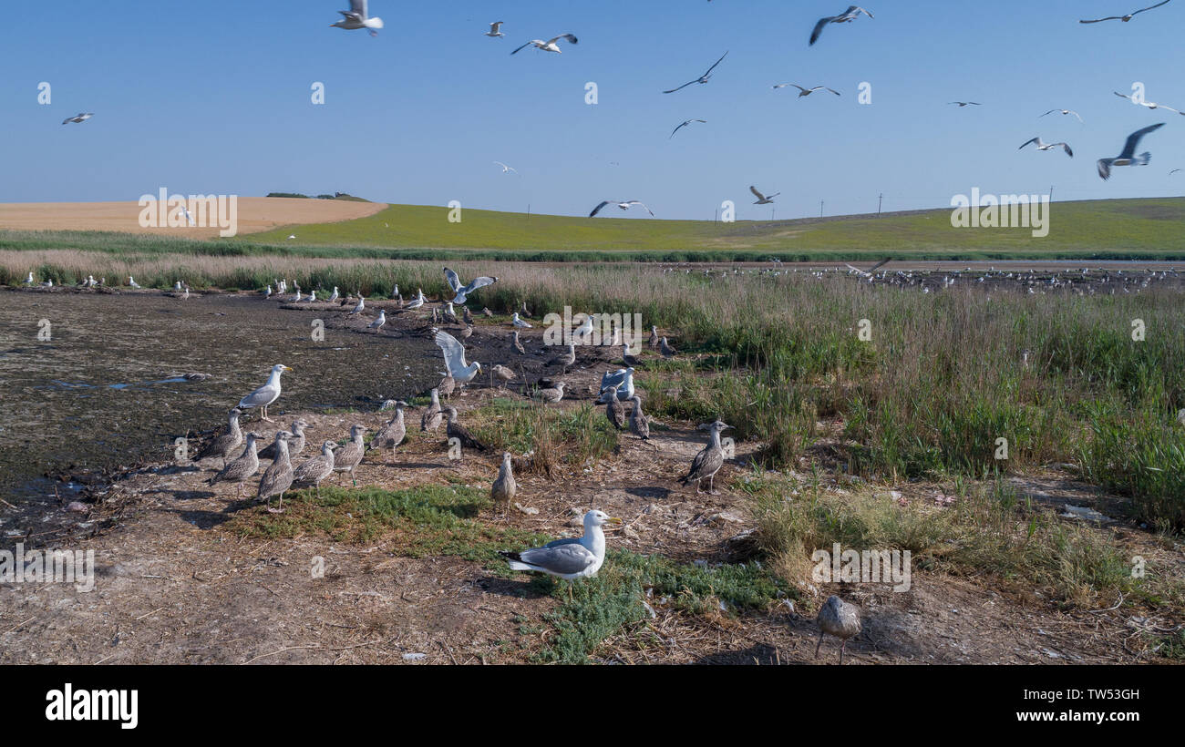 Colonie de mouettes dans le Delta du Danube, Roumanie Banque D'Images