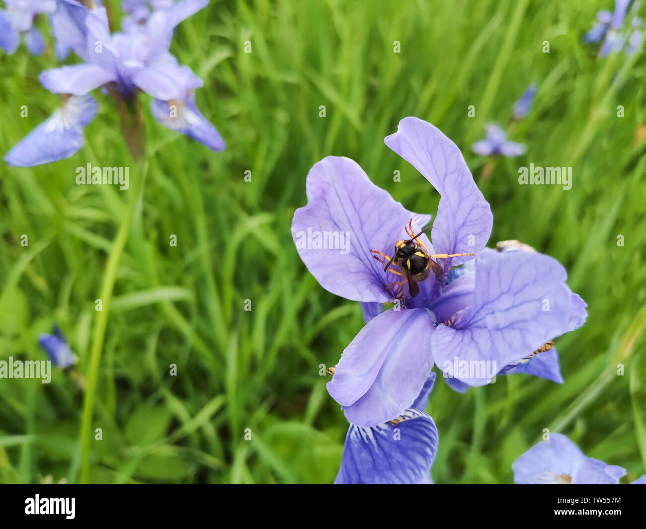 Fleurs bleu iris fleurissent dans le jardin d'été. Bumblebee recueille nectar dans la fleur de l'iris. Banque D'Images