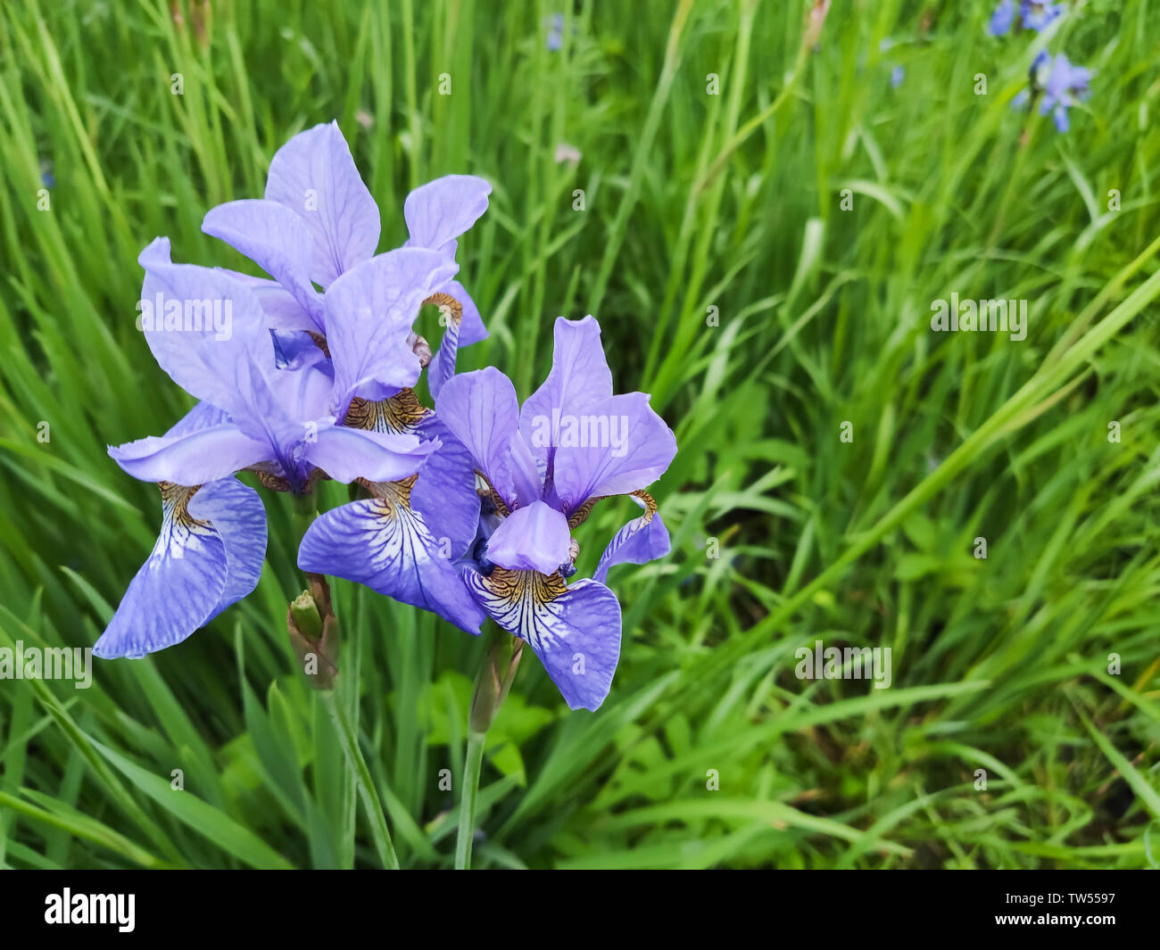 Siberian iris bleu délicat des fleurs sur un lit de fleur dans le parc Banque D'Images