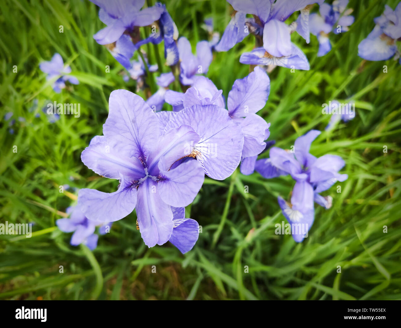 Close up d'un bouquet de fleurs bleu de l'iris de Sibérie Iris ou sibercia. Banque D'Images