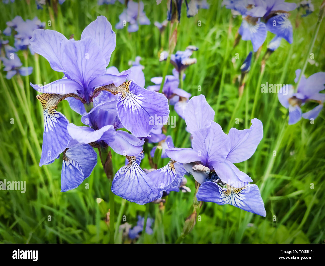 Iris bleu délicat des fleurs sur un lit de fleur dans le parc Banque D'Images