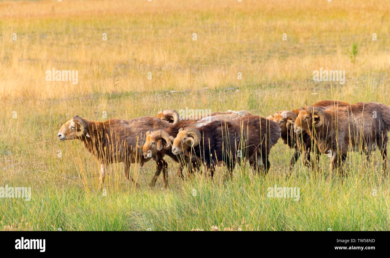 Moutons sur les pâturages, le lac Sayram, Yining (Ghulja), la Province du Xinjiang, Chine Banque D'Images