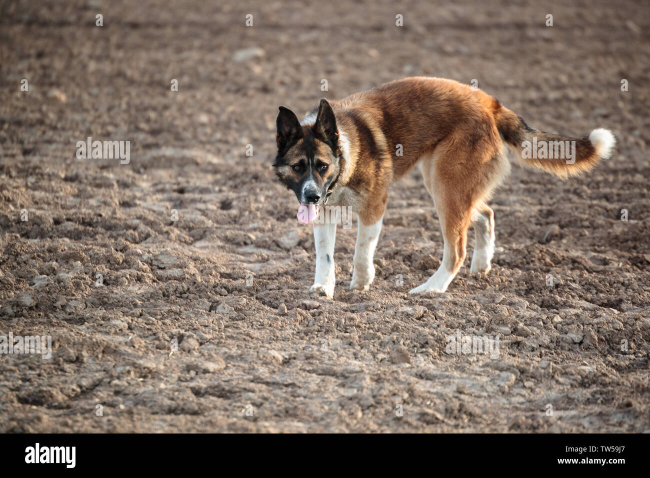 Grand chien pour une promenade dans l'après-midi Banque D'Images