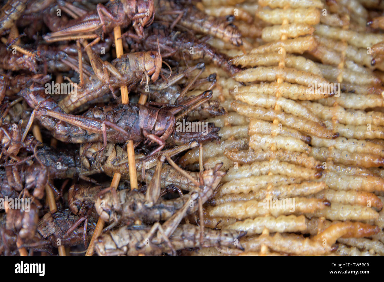 Fried silkworm et grasshopper sur des bâtons, Zhenyuan, province de Guizhou, Chine Banque D'Images