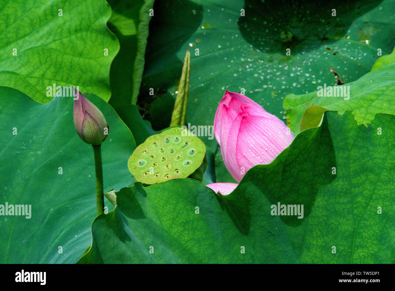 Bund et la racine de lotus, Province du Hunan, Chine Banque D'Images