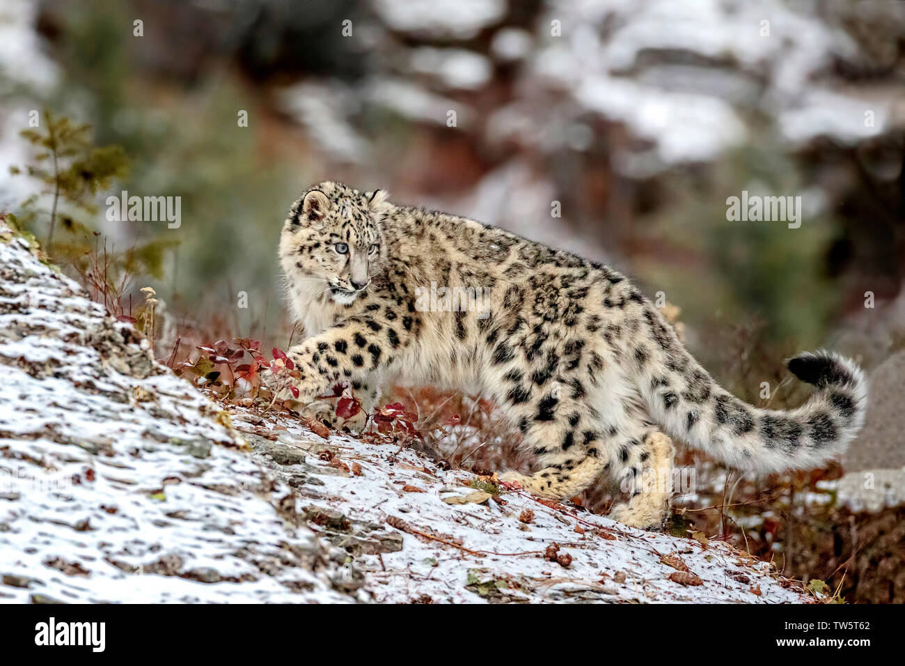 Leopard Des Neiges Bebe Banque D Image Et Photos Alamy