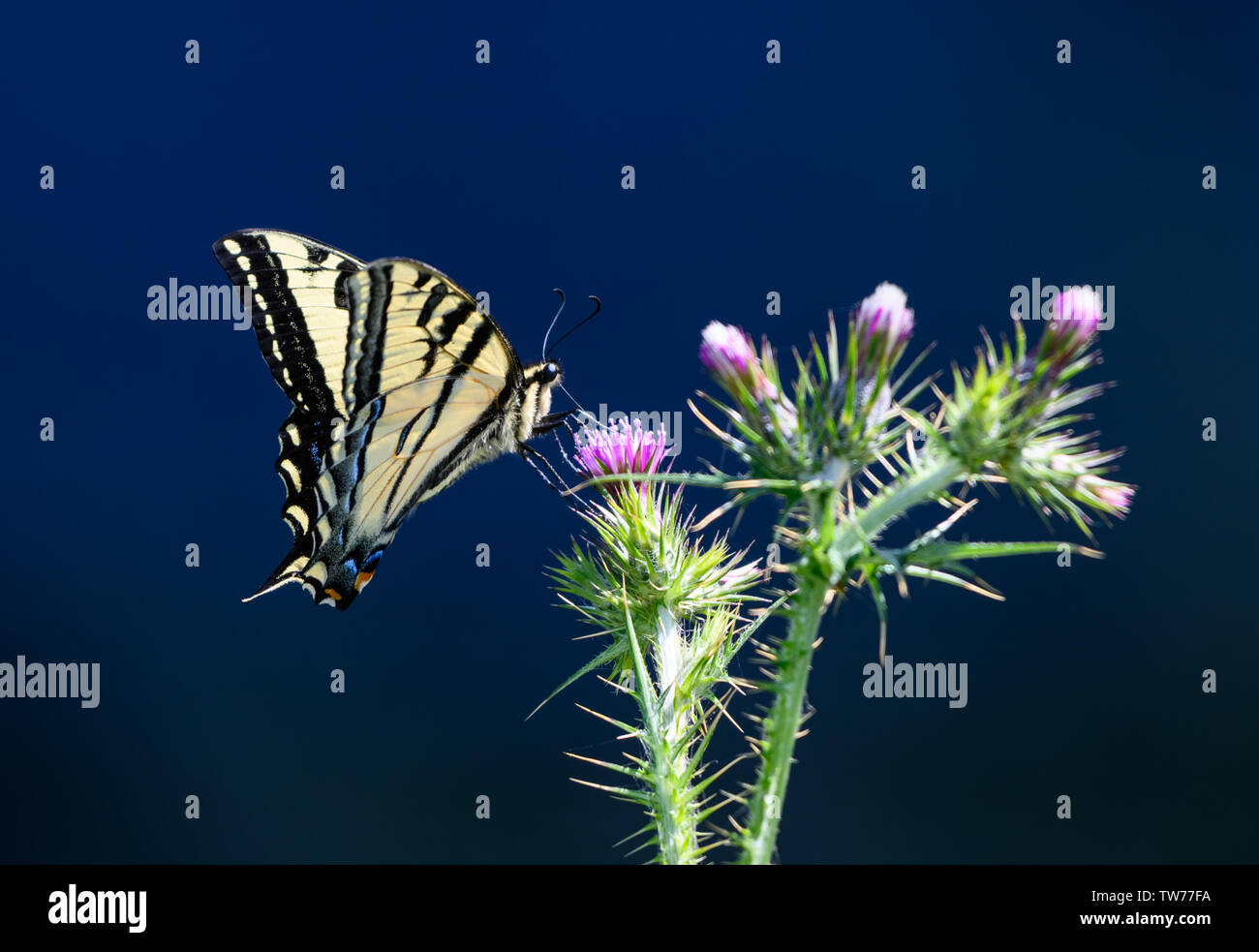 Un Western Tiger Swallowtail Butterfly (Papilio rutulus) qui se nourrissent de fleurs sauvages. Californie, USA. Banque D'Images