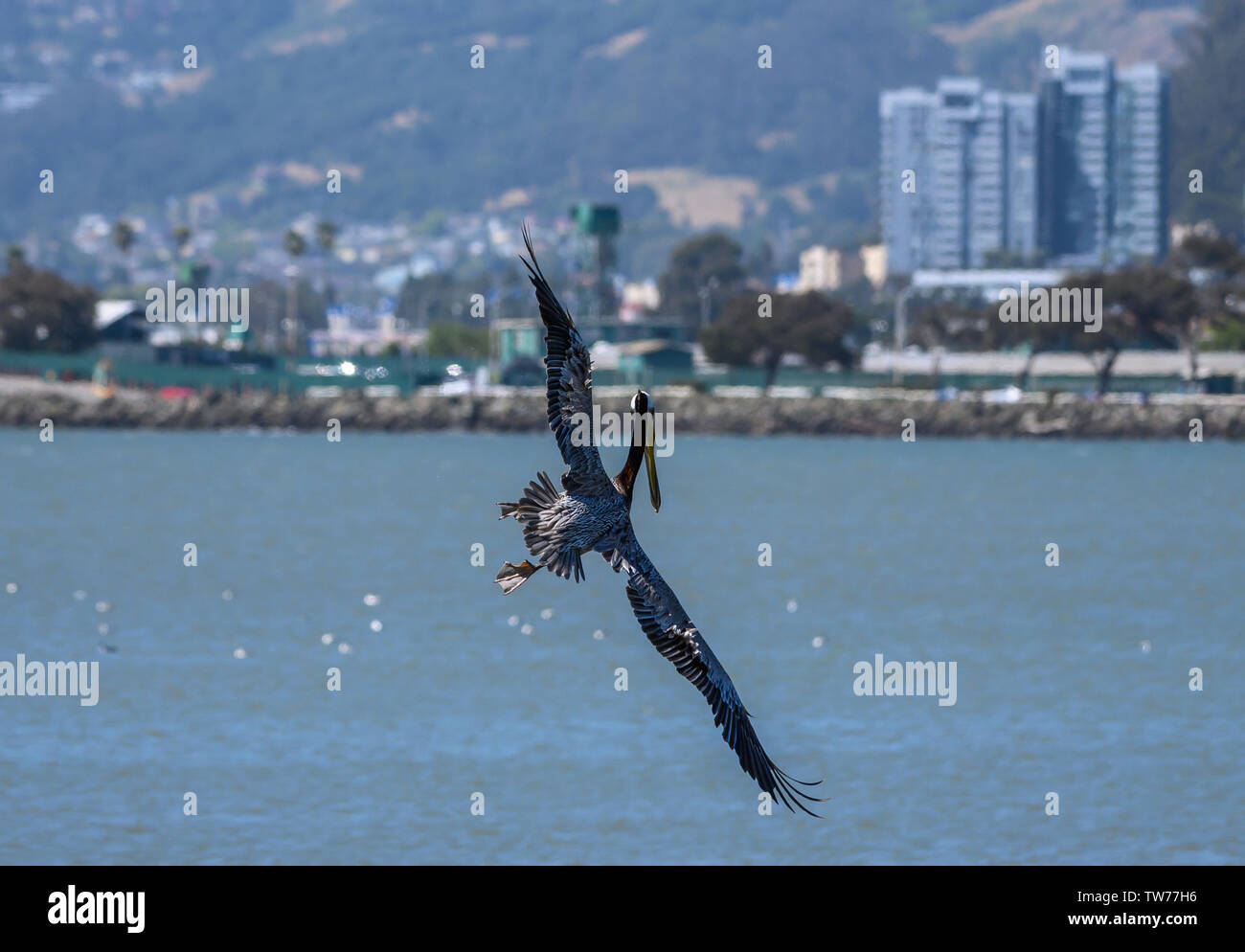 Un pélican brun (Pelecanus occidentalis) Vol au-dessus d'une baie, avec fond d'immeubles de grande hauteur. Berkeley, Californie, USA. Banque D'Images