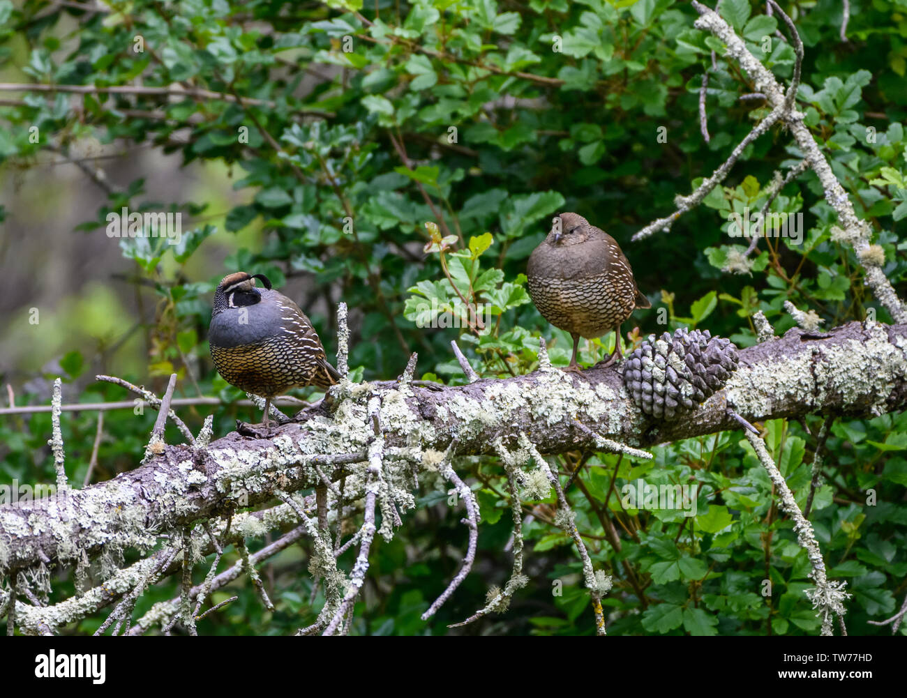 Une paire wild Colin de Californie (Callipepla californica) debout sur un tronc d'arbre. Californie, USA. Banque D'Images