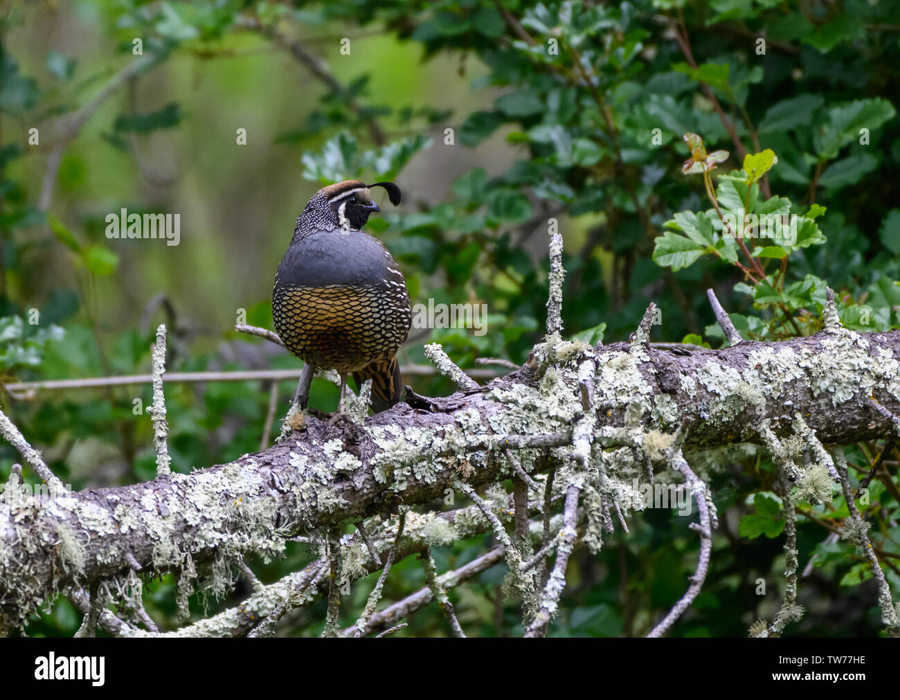 Hommes sauvages Colin de Californie (Callipepla californica) debout sur un tronc d'arbre. Californie, USA. Banque D'Images