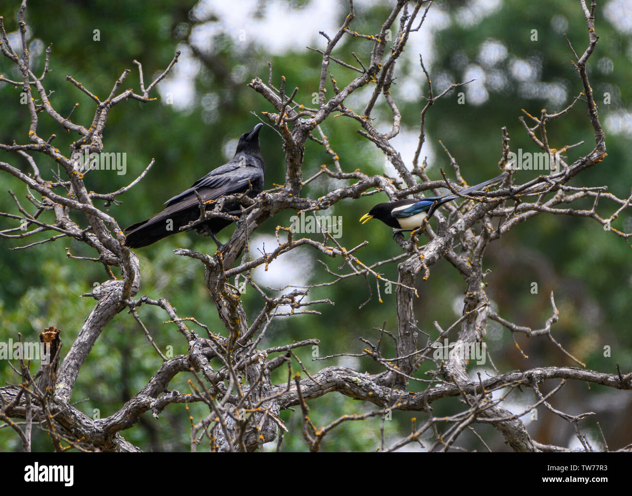 Une Californie jaune endémique Pie bavarde (Pica nutalli) affronte un Grand Corbeau (Corvus corax). Californie, USA. Banque D'Images