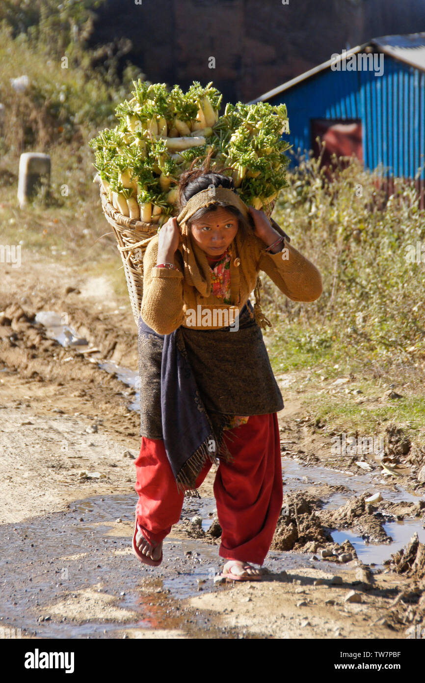 Femme portant un panier de radis blanc chinois fraîchement récolté (daikon) près de Daman, Népal Banque D'Images