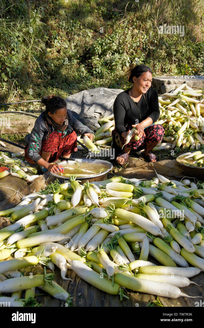 Femme et fille blanc chinois fraîchement récolté de nettoyage (radis daikon) près de Daman, Népal Banque D'Images