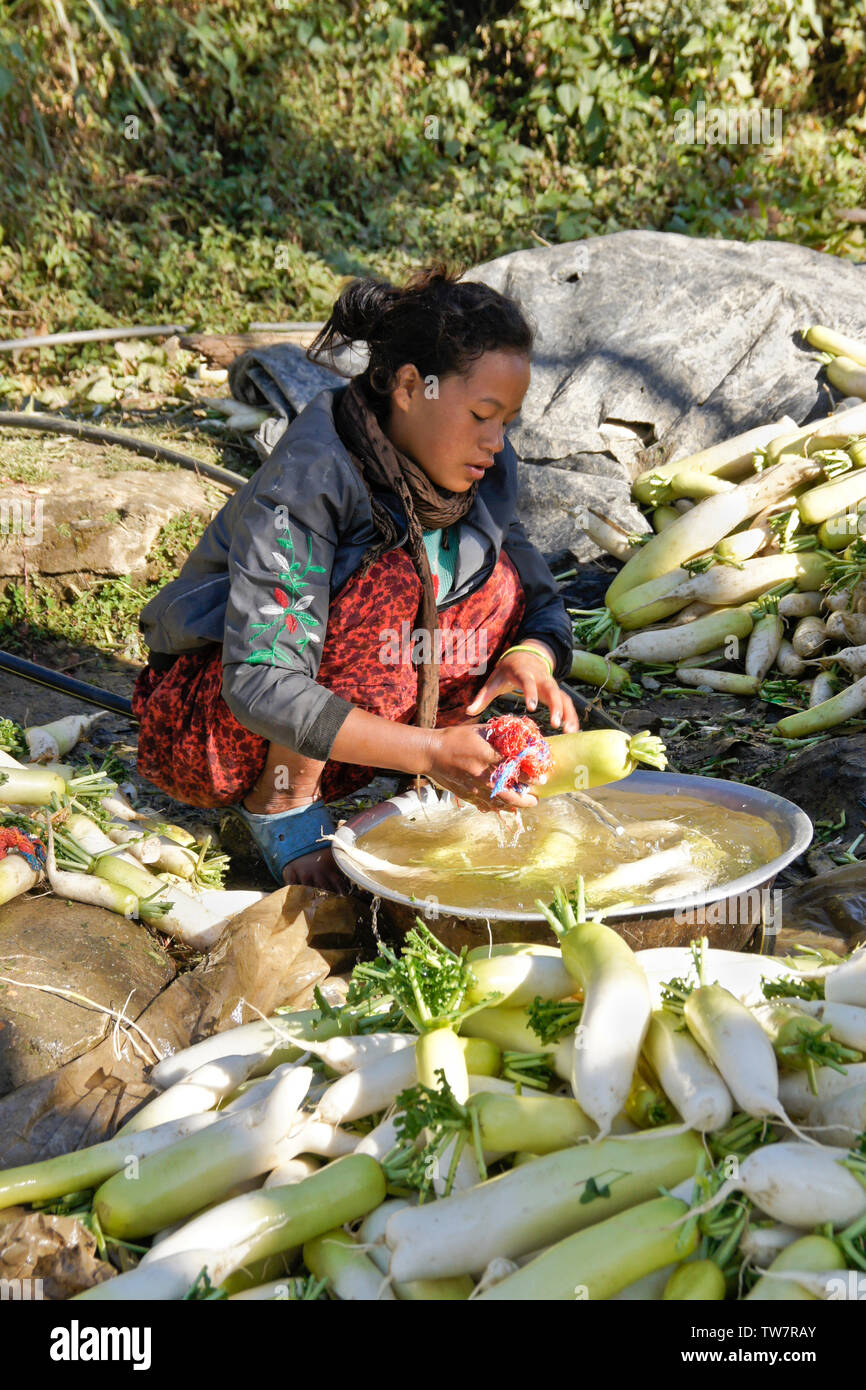 Nettoyage de paysan chinois fraîchement récolté les radis blanc (daikon) près de Daman, Népal Banque D'Images