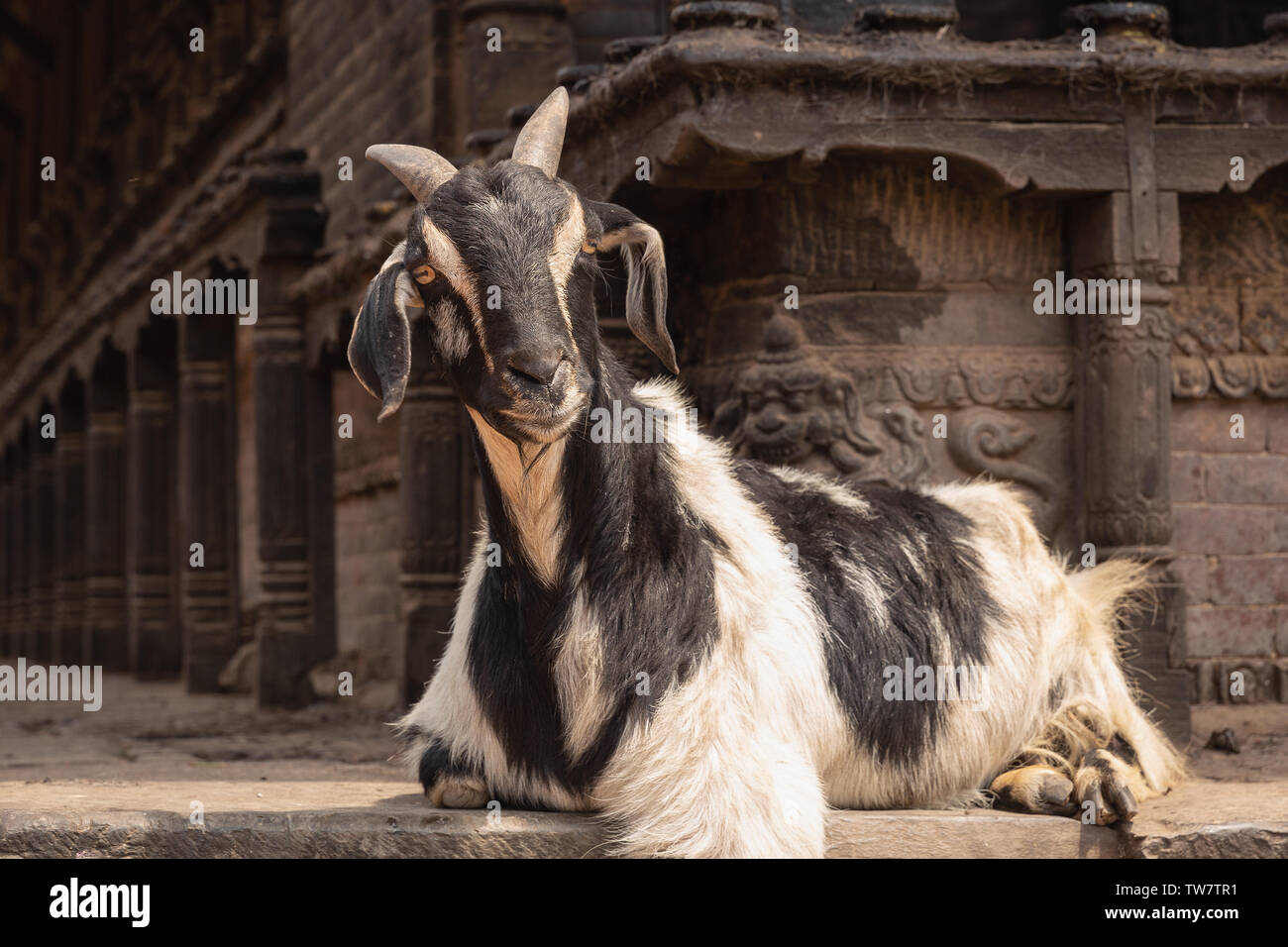 Noir et blanc aux cheveux longs de la chèvre, de Bhaktapur, Province N° 3, Népal, Asie Banque D'Images