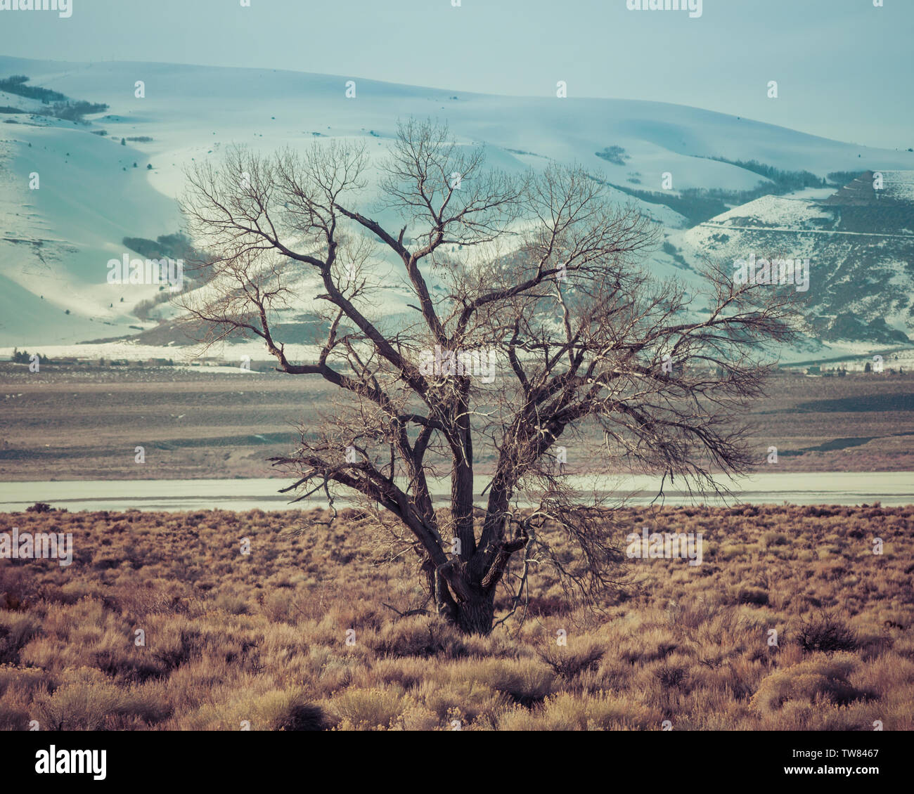 Arbre en hiver au lac Mono en Californie Banque D'Images