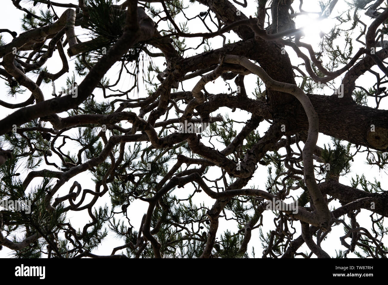 À travers les branches et les arbres il y vit l'espoir et la vie Banque D'Images