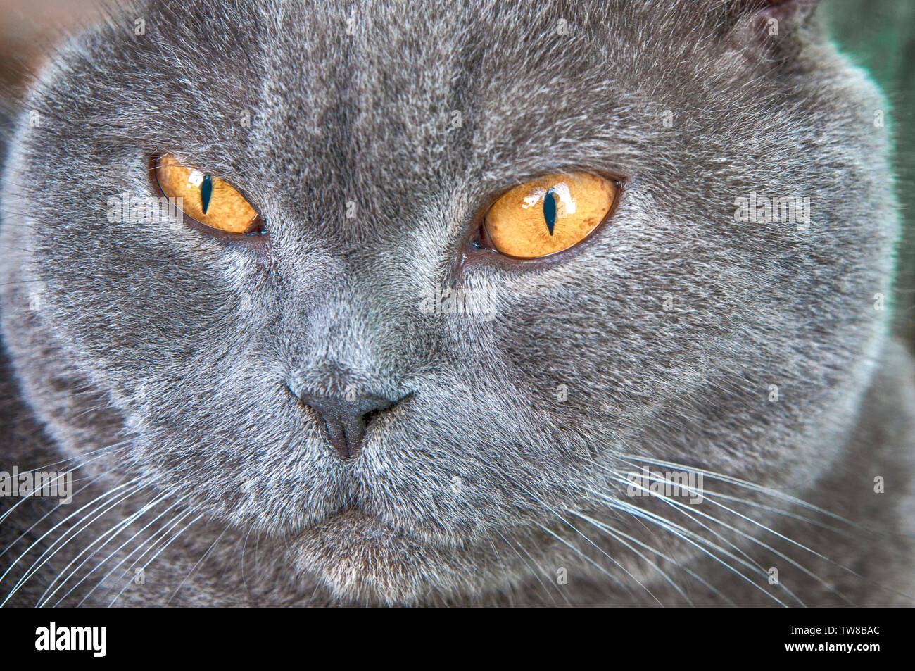 Scottish Fold chat gris avec des yeux jaunes Banque D'Images