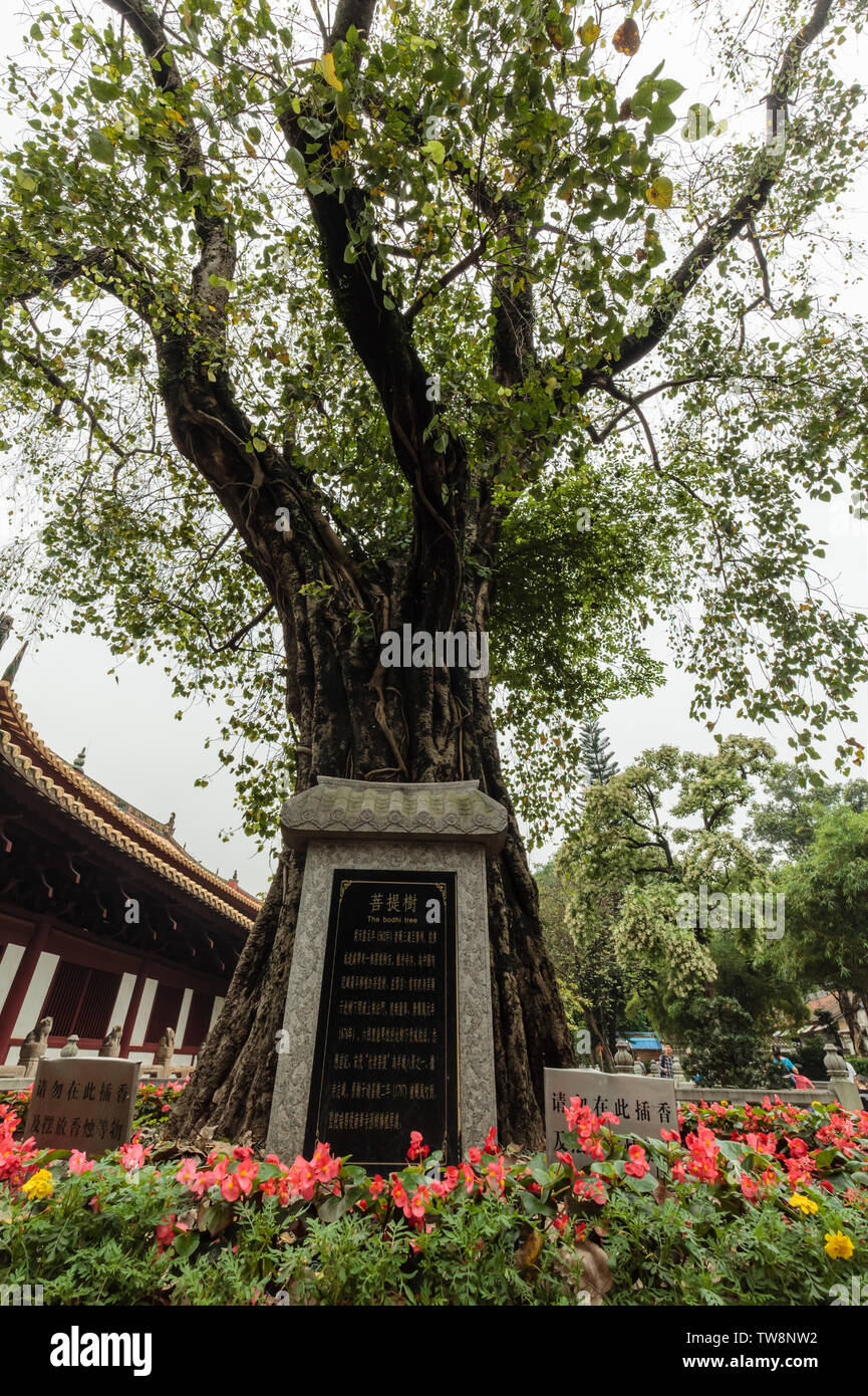 Arbre de Bodhi, Temple Guangxiao, Guangzhou Banque D'Images