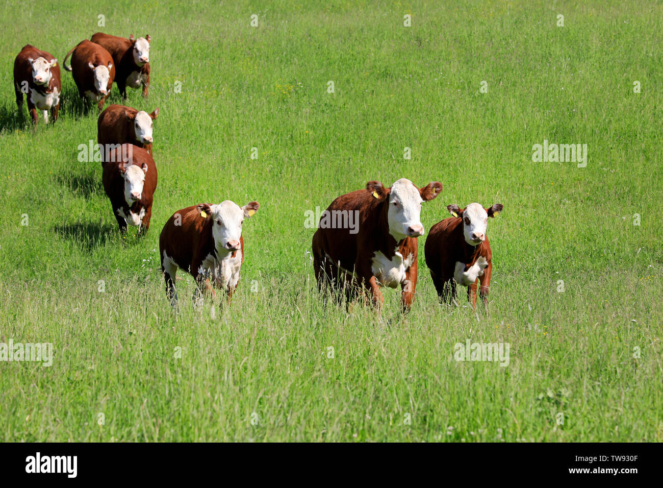 Huit vaches marron-blanc tournant vers la caméra sur un pâturage d'herbe verte en été. Banque D'Images