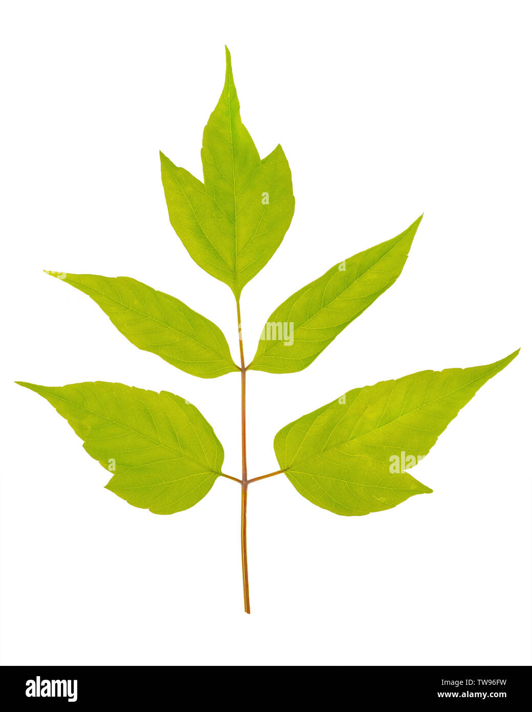 Acer negundo ou feuilles d'érable américain isolé sur fond blanc. Banque D'Images