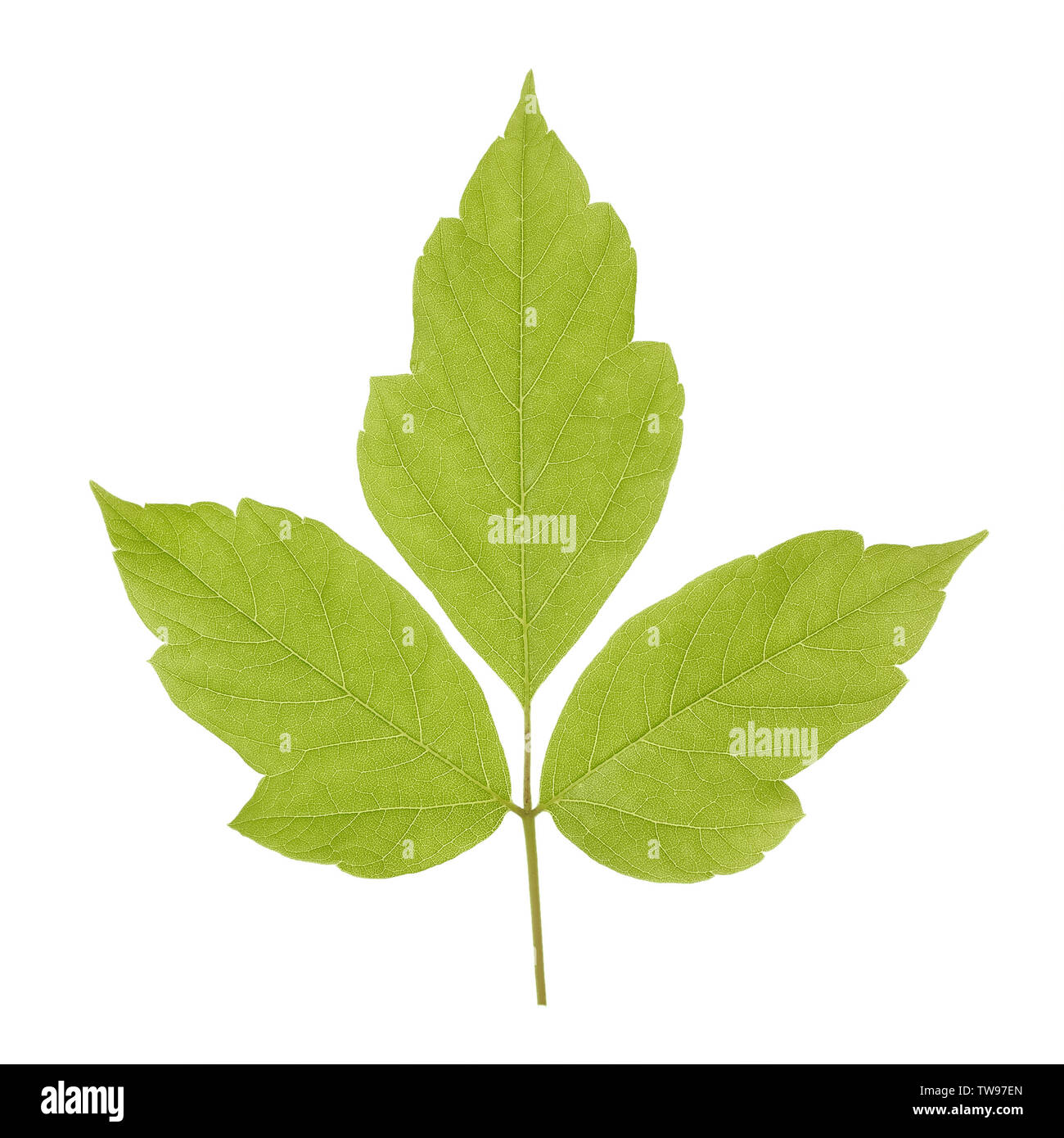 Acer negundo ou feuilles d'érable américain isolé sur fond blanc. Banque D'Images