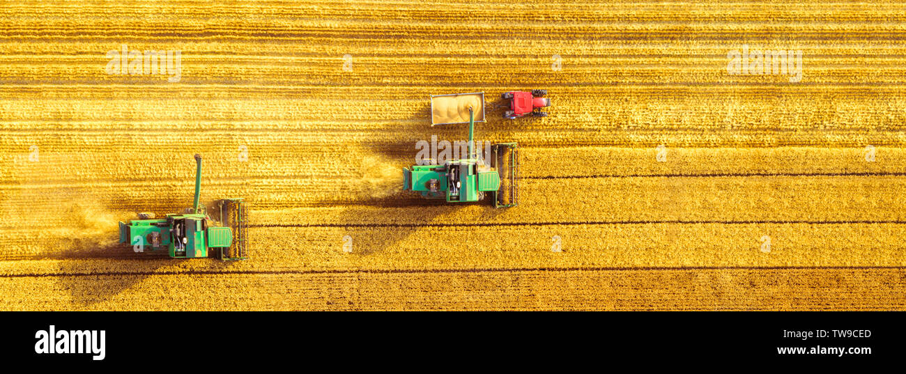 Moissonneuse-batteuse, récolte de la machine de l'agriculture champ de blé mûr d'or. L'agriculture. Vue aérienne. Banque D'Images