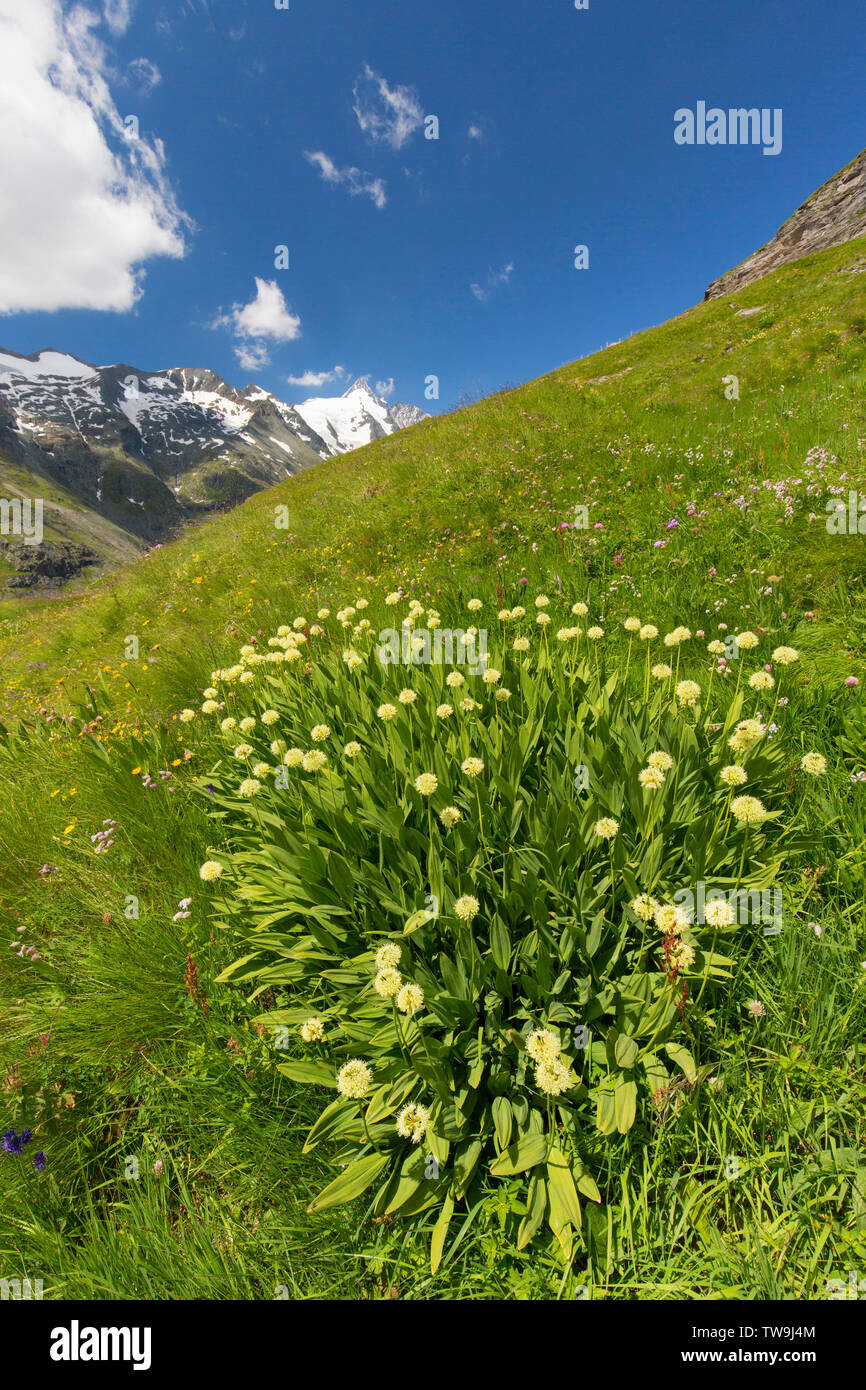 Poireau, oignon alpin Victoire ( Allium victorialis). Plantes à fleurs dans un paysage montagneux. Banque D'Images