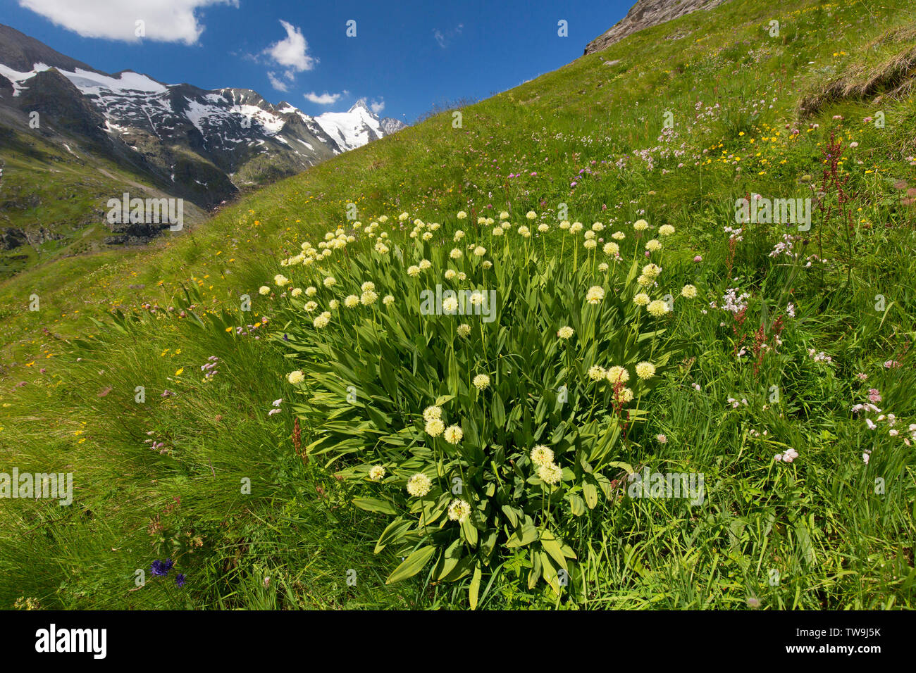Poireau, oignon alpin Victoire ( Allium victorialis). Plantes à fleurs dans un paysage montagneux. Banque D'Images
