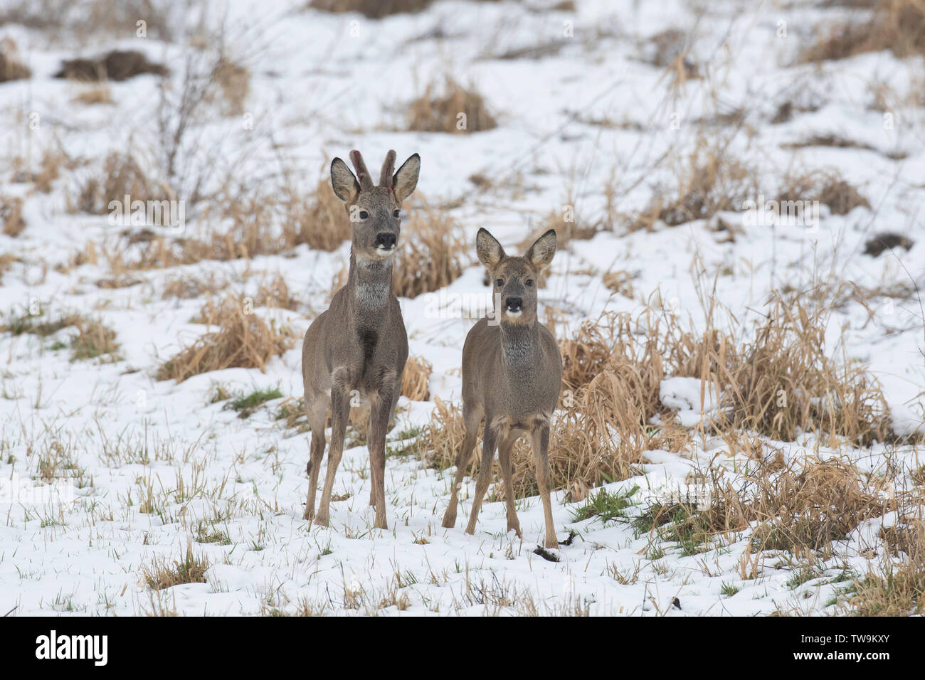 Le Chevreuil (Capreolus capreolus). Paire adultes dans la neige. Banque D'Images