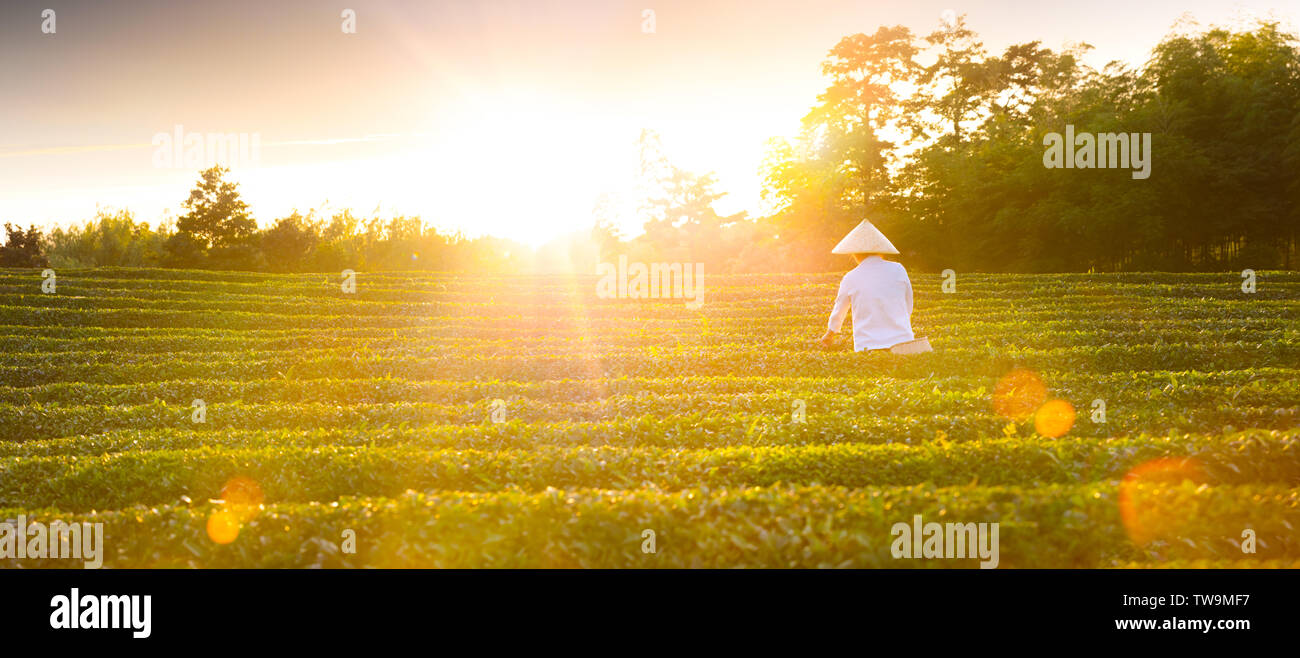 Vue aérienne du jardin de thé écologique le matin Banque D'Images