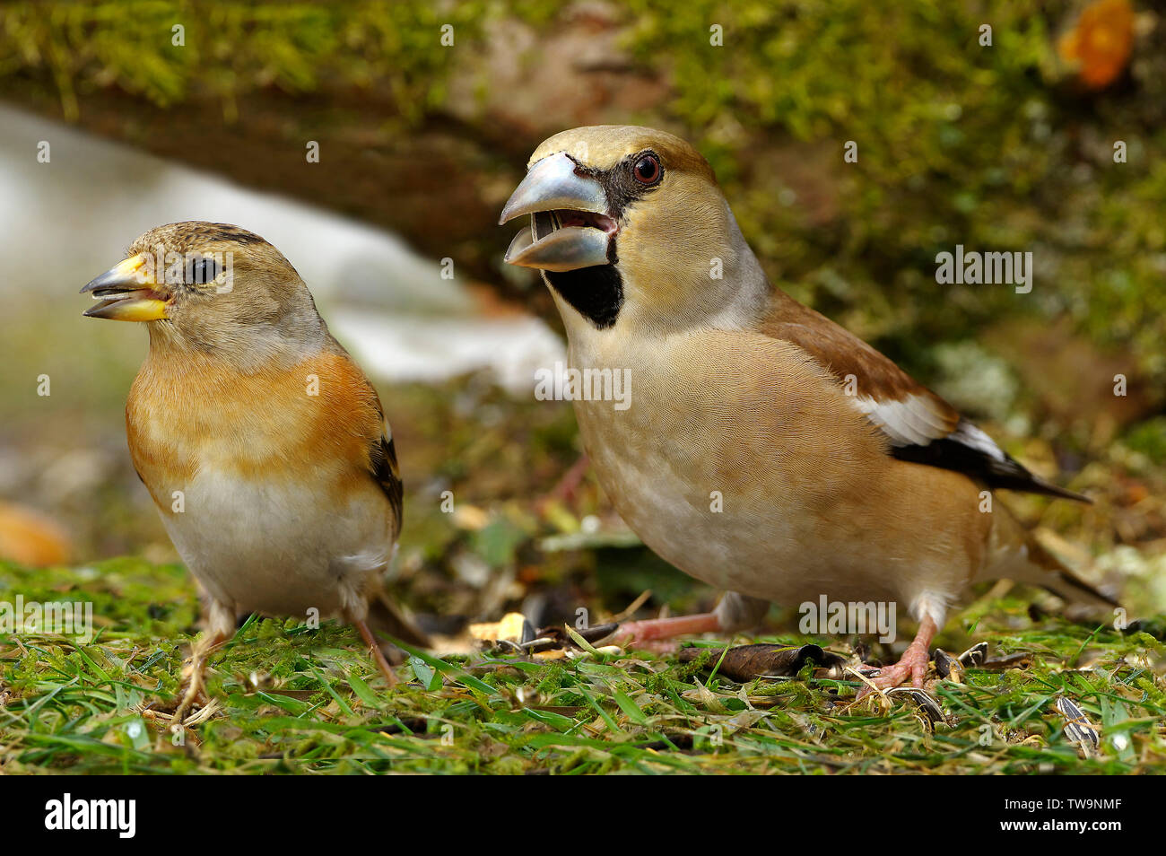 Pinson du nord (Fringilla montifringilla femelle, à gauche) et femelle (Coccothraustes coccothraustes Hawfinch, droite) de nourriture dans un jardin en hiver. Banque D'Images