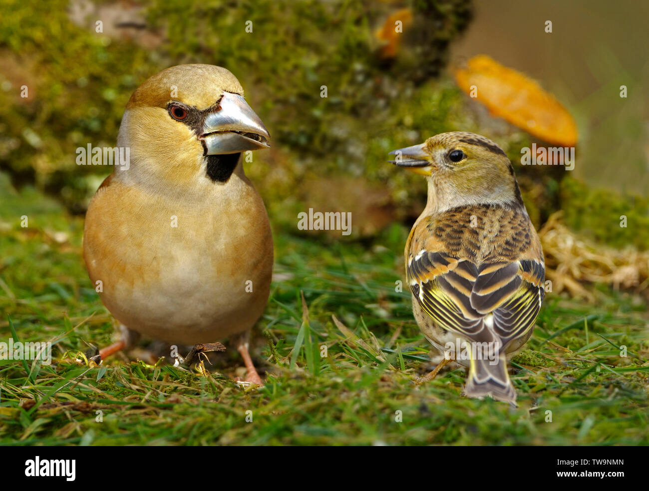 Pinson du nord (Fringilla montifringilla, à gauche) et (Coccothraustes coccothraustes Hawfinch) de nourriture dans un jardin en hiver. Banque D'Images