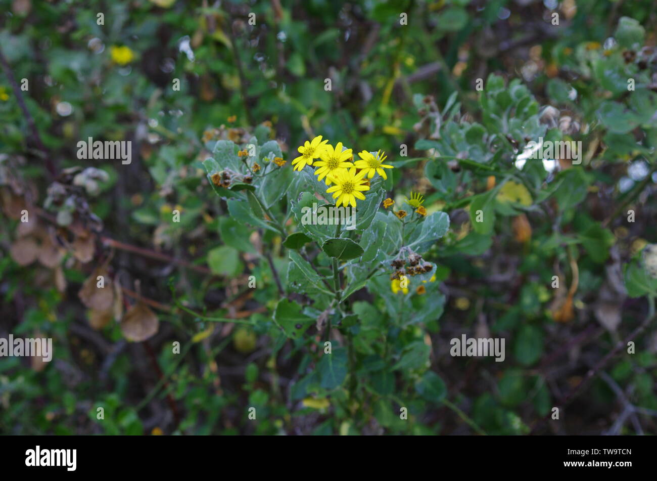 Fleurs jaunes sur un green bush Banque D'Images