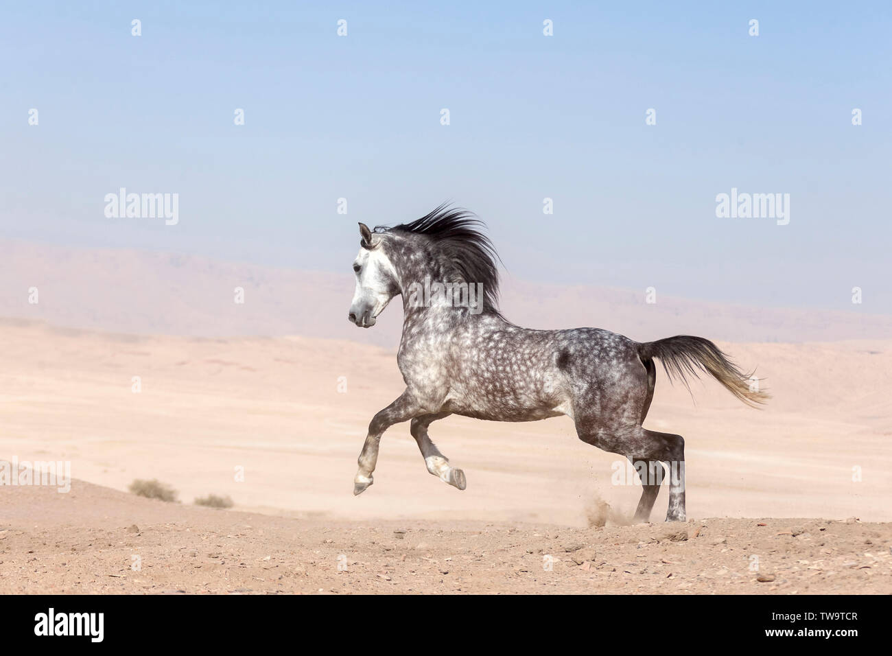Cheval Arabe pur-sang. L'étalon gris galopant dans le désert. L'Égypte Banque D'Images