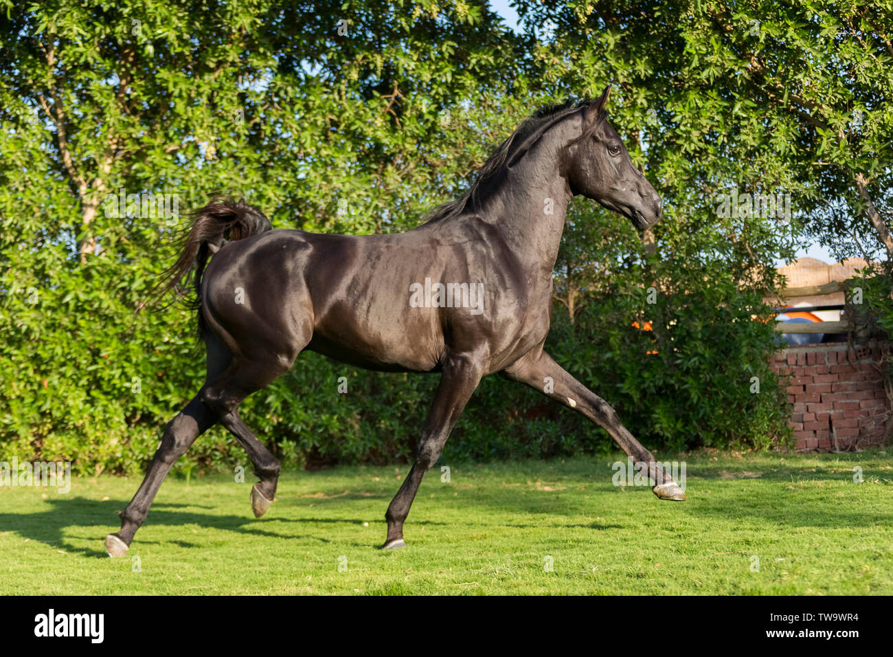 Cheval Arabe pur-sang. Black Stallion effectuant un trot sur un laen. L'Égypte Banque D'Images