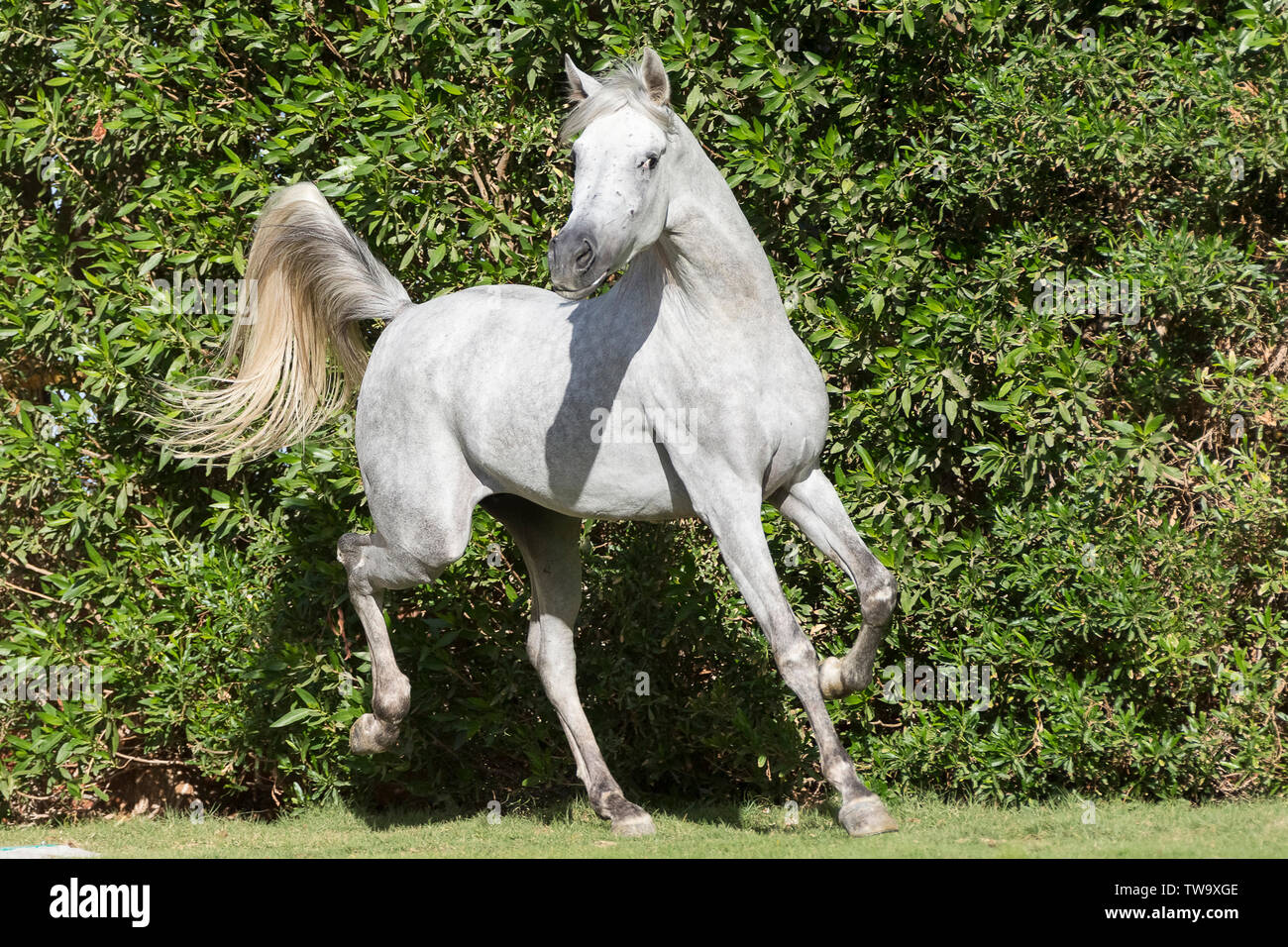 Cheval Arabe. L'étalon gris trottant sur une pelouse. L'Égypte Banque D'Images