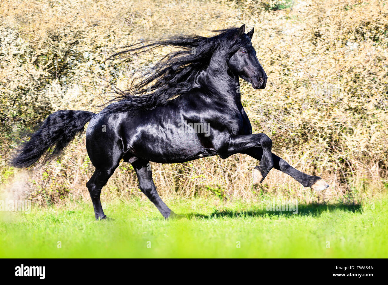 Cheval frison. Black Stallion galoper en face d'arbres en fleurs. Allemagne Banque D'Images