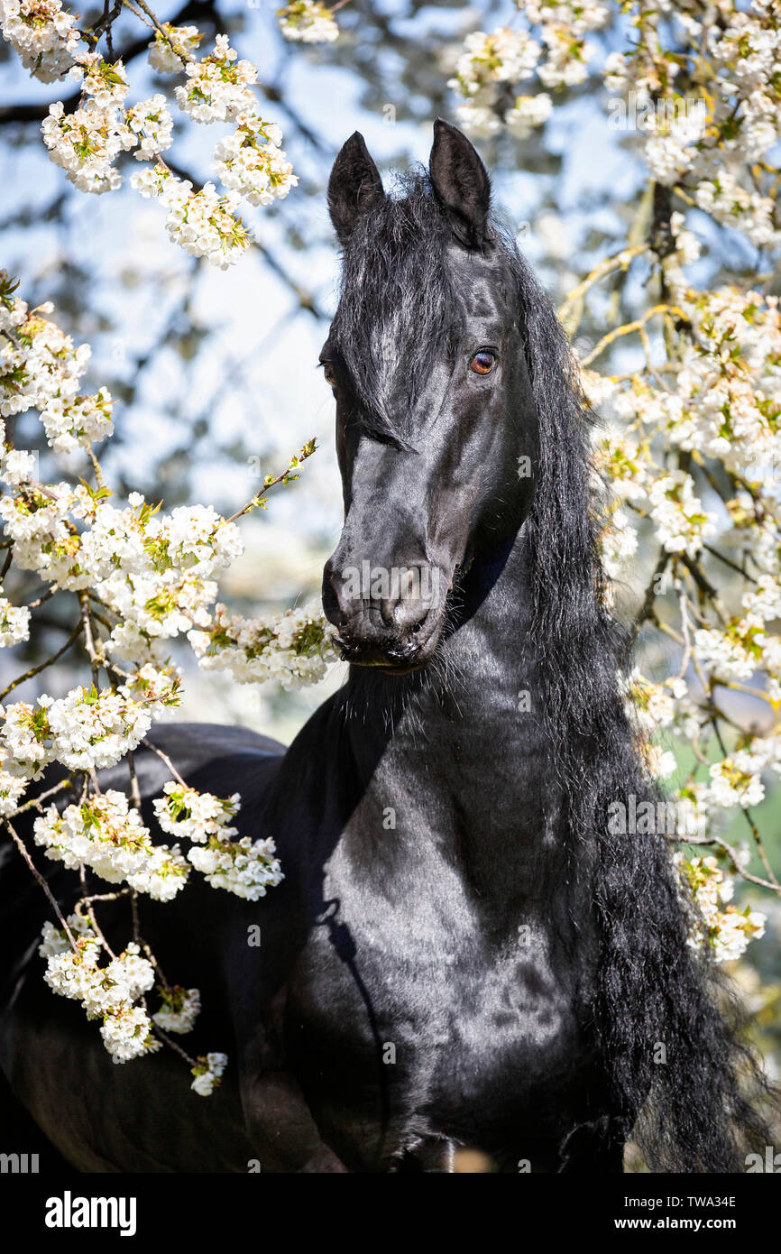Cheval frison. Portrait de l'étalon noir dans un arbre fruitier en fleurs. Allemagne Banque D'Images