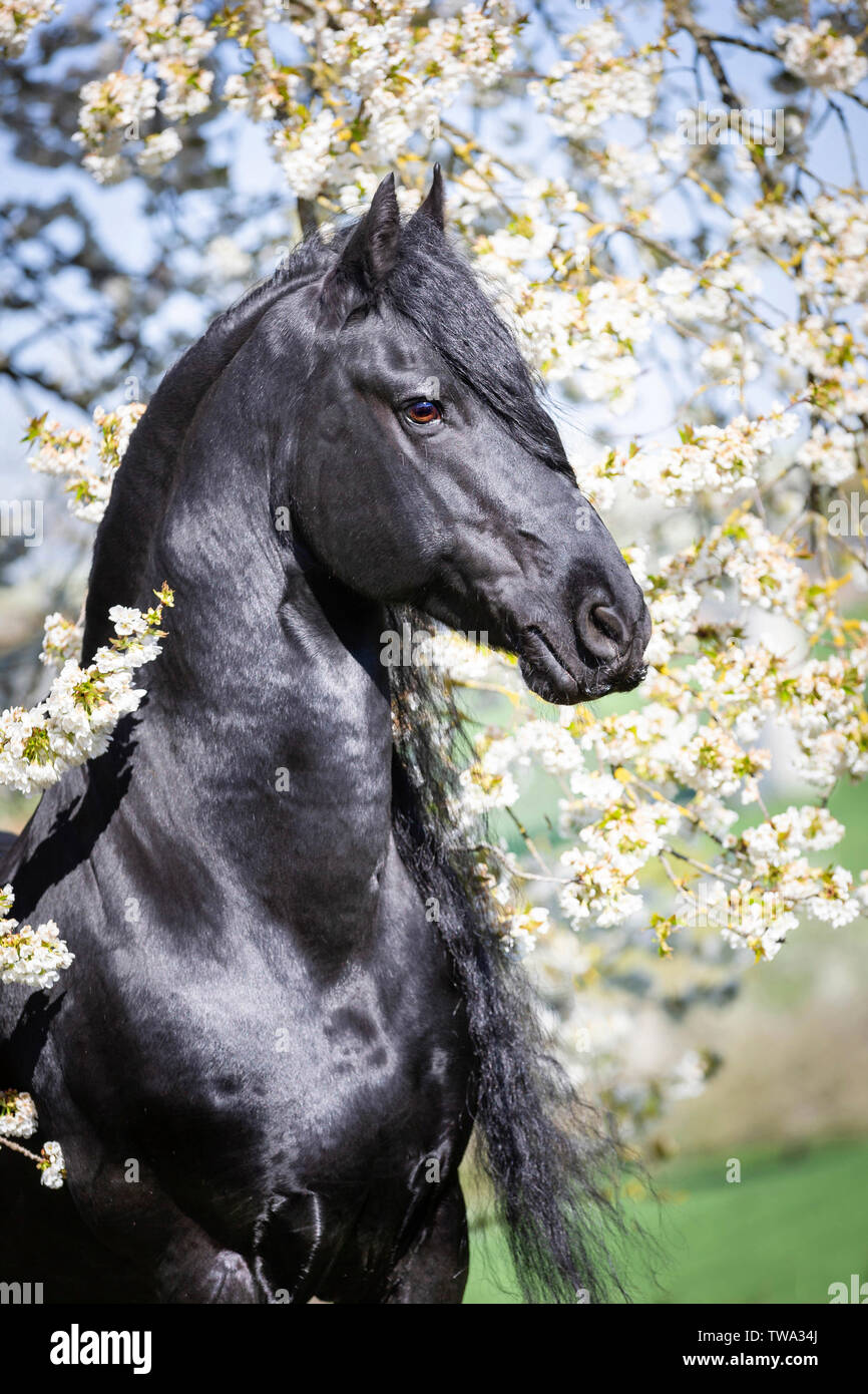 Cheval frison. Portrait de l'étalon noir dans un arbre fruitier en fleurs. Allemagne Banque D'Images