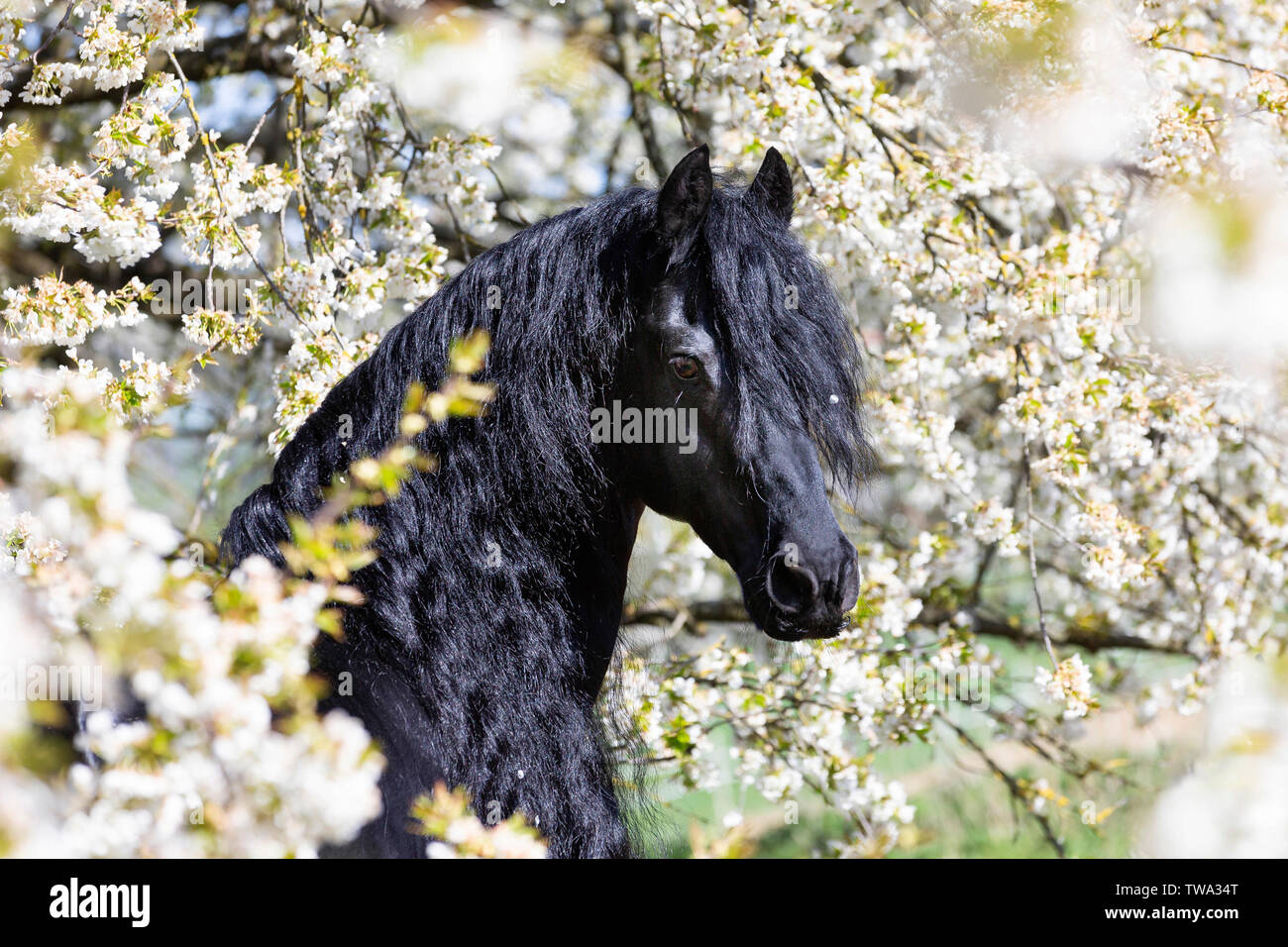 Cheval frison. Portrait de l'étalon noir dans un arbre fruitier en fleurs. Allemagne Banque D'Images