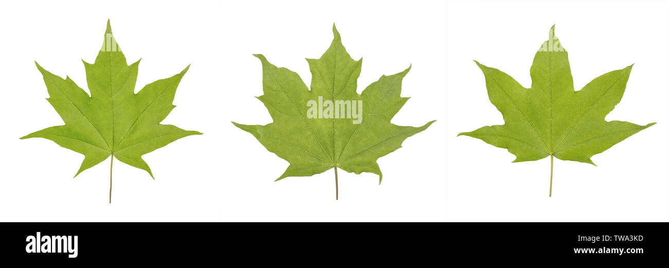 Feuille verte d'Acer platanoides érable ou Acer saccharum isolé sur fond blanc Banque D'Images
