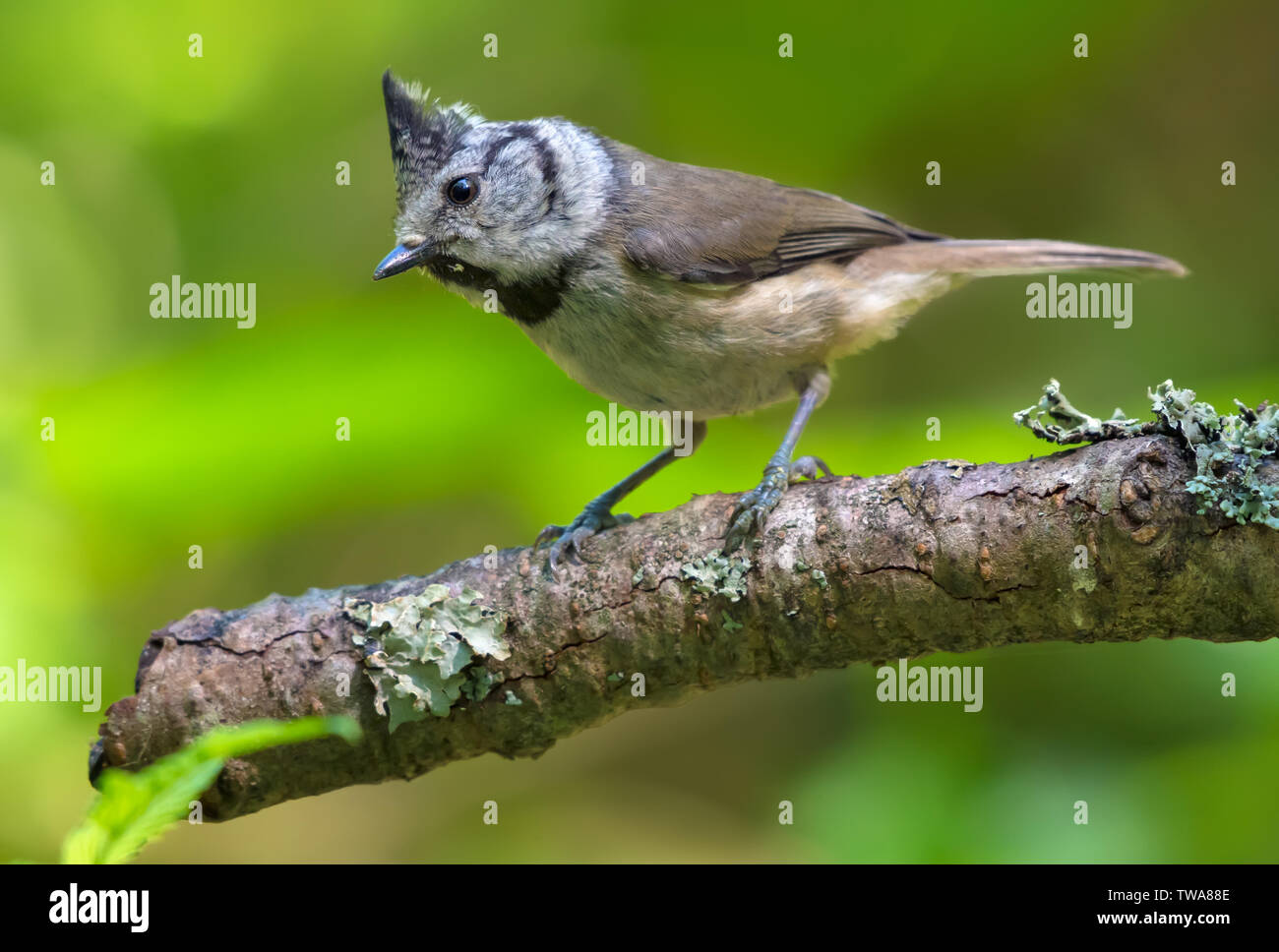 Mésange huppée européenne amusé perché sur une vieille branche couverte de lichen dans la forêt Banque D'Images