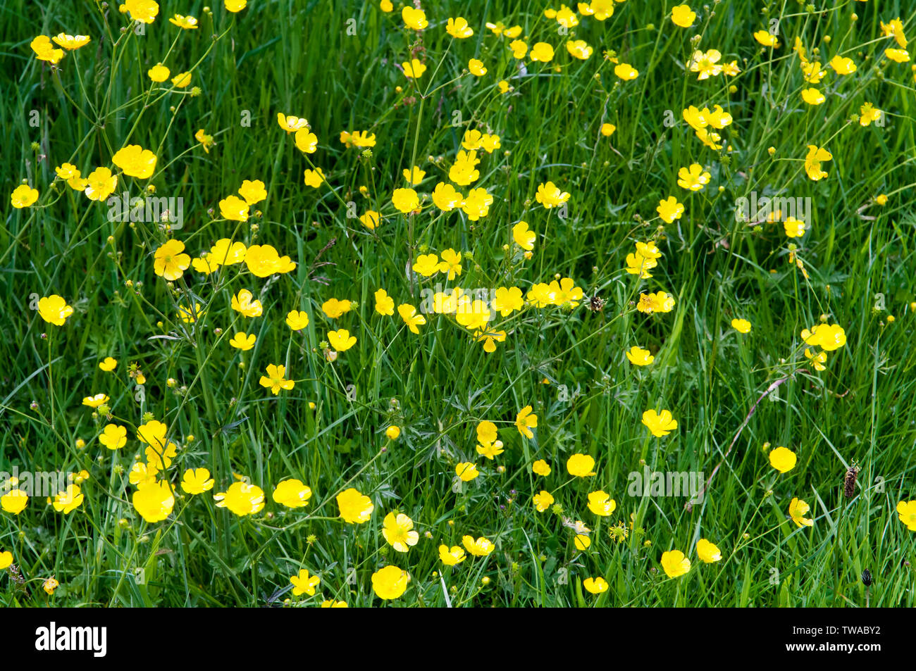 Un pré plein de fleurs sauvages de l'anglais d'une renoncule, dit pour indiquer si vous aimez le beurre ou pas en le maintenant sous le menton Banque D'Images