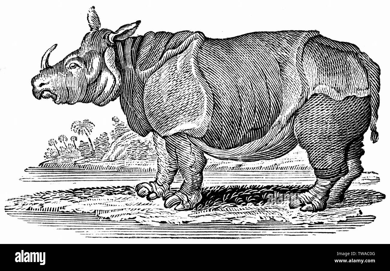 Couper du bois gravé, illustration tirée de 'Thomas Bewick 'une Histoire générale de quadrupèdes". Banque D'Images