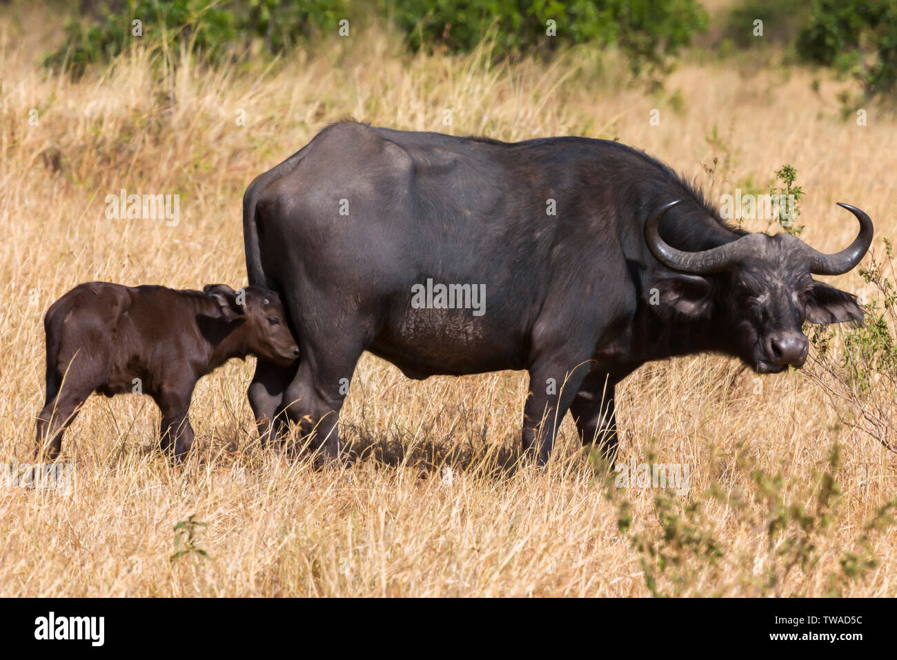 Buffle avec veau, Syncerus caffer, Masaimara, Afrique. Banque D'Images