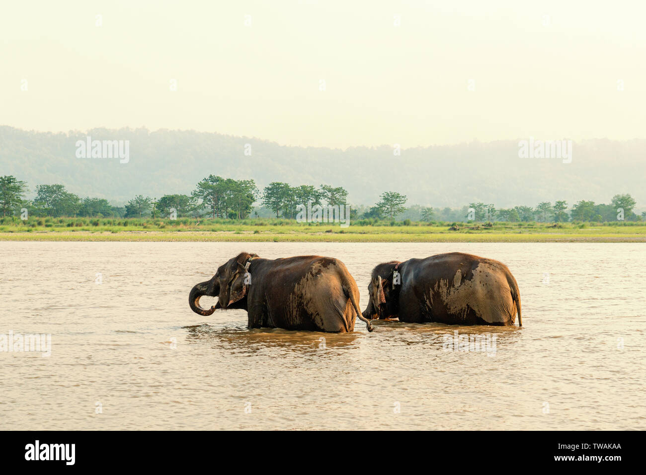Deux éléphants se baignant dans le fleuve Gandak au coucher du soleil dans le parc national de Chitwan, au Népal Banque D'Images