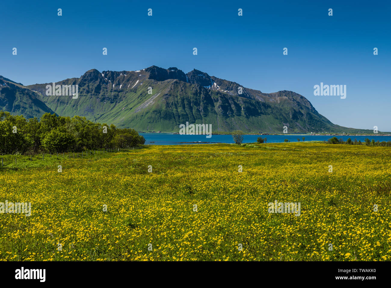 Champs de fleurs jaunes à Hov, la Norvège. Banque D'Images
